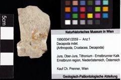 Foto (Objket + Etiketten) von Decapoda indet. 